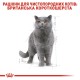 Сухий корм для кішок Royal Canin British Shorthair Adult 400 г (2557004)