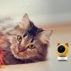 Камера Petoneer Smart Camera с WiFi, 1080p, для отдыха и развлечений, для животных